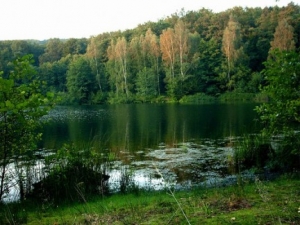 soñar con haberse perdido en un bosque con un lago
