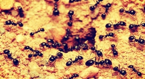 significado de soñar con hormigas