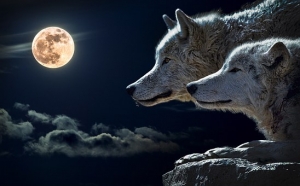 Soñar con lobos, signifocado