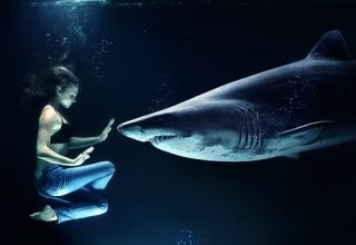 Soñar con tiburones significado