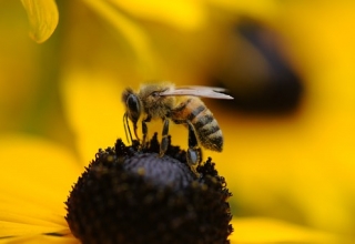 Soñar con abejas significado