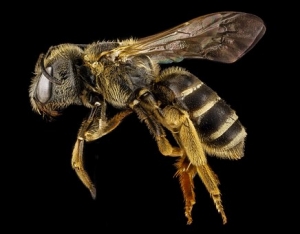 Soñar con abejas significado