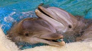 Soñar con delfines significado
