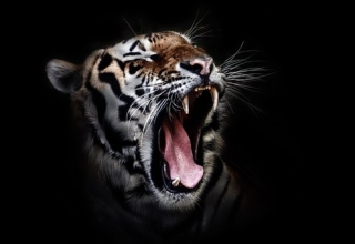 Soñar con tigres significado