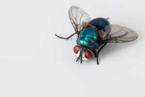 Soñar con moscas significado